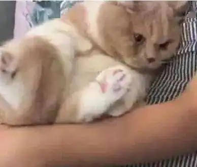 橘猫被人嘲笑太胖了躲在主人怀里很是委屈,网友胖还不让说了
