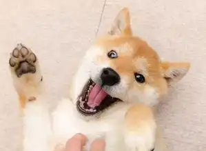 柴犬挑选狗窝的要注意什么
