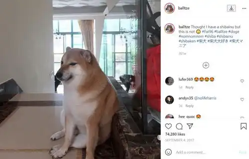 好狗狗上天堂为永生的cheems办一场葬礼
