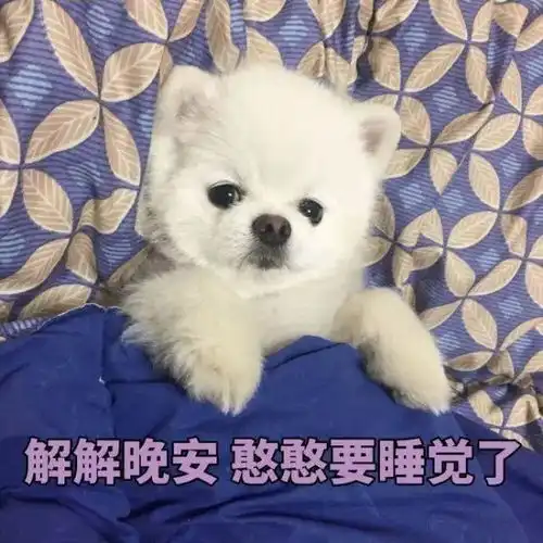大热的择天记竟然是博美演的
