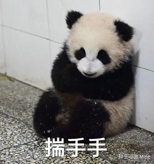 有没有可爱的熊猫表情包注意是真熊猫
