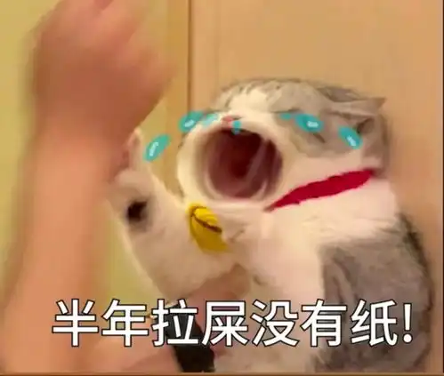 猫咪委屈实用表情包
