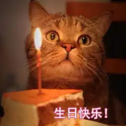 生日快乐表情包猫咪图片版13张
