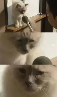动物界表情帝实力表演小猫洗澡眼泪汪汪
