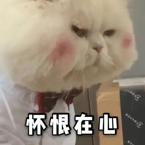 小猫咪凶巴巴表情包我不是你最爱的小猫咪了吗

