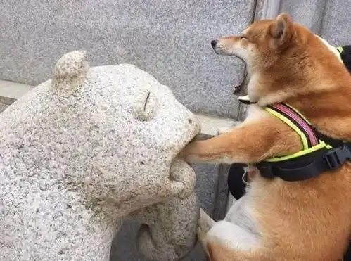 一只柴犬自编自演的一场精湛表情戏,叫我奥斯卡影帝