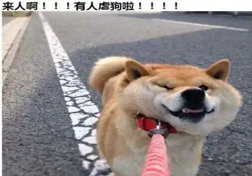 旺旺狗表情包柴犬