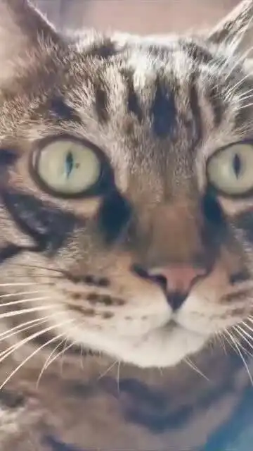 表情包,我们狸花猫也是可以的
