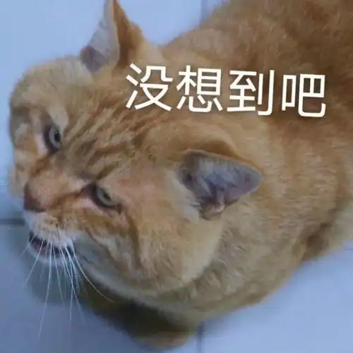 宿霸橘座保研财大公寓,是我喵生的坚持文末表情包暴击
