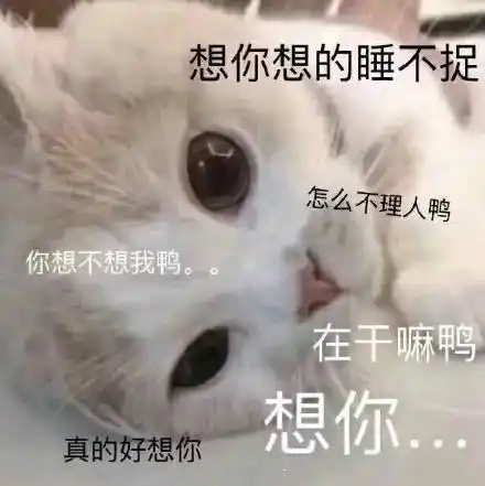 猫咪表情包想你,脑子里全是你
