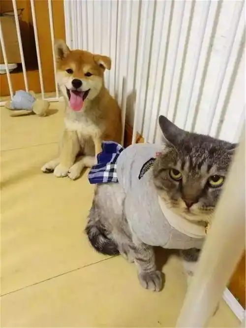 猫咪曾被年幼柴犬踩在背上,可现在猫咪老了,狗狗便每日抱着它
