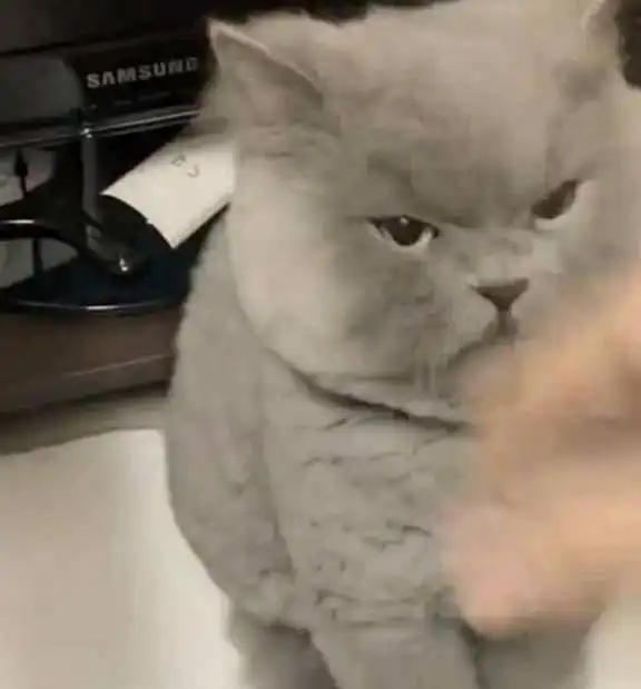 主人无聊去逗蓝猫,却不小心惹怒了它,满脸气愤却把人萌出血
