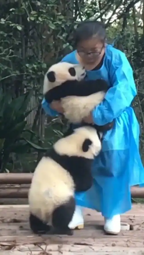 熊猫让你偏心不抱我
