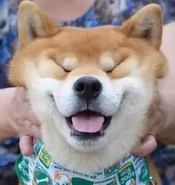 世界上表情最丰富的柴犬这次二哈输了
