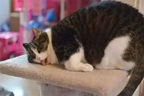 猫咪一旦吸上猫薄荷,就会变得这副鬼样子,真的无法直视

