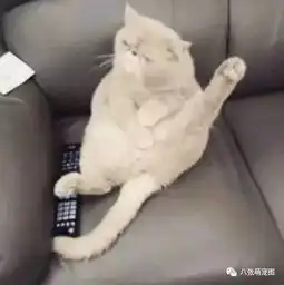 朕的龙根呢,前两天还在的啊
