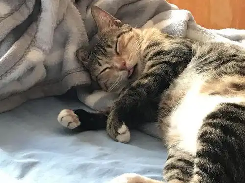 25条关于猫咪的冷知识,养猫多年的你,未必全知道
