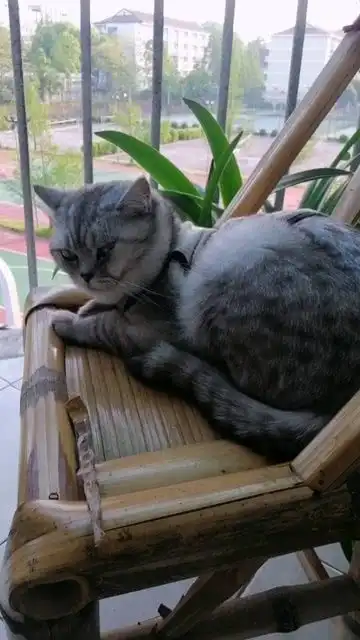 看发财猫咪这表情,莫非失恋了
