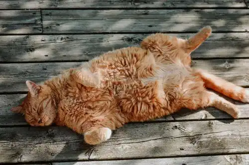盘盘橘猫发家史从贵族团宠到当红炸子鸡
