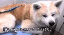 秋田犬去看医生,因为中途换了男医生,结果狗子表情就变了
