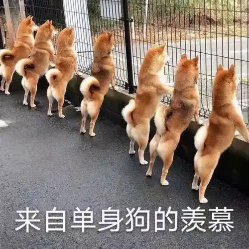 表情包今天也很爱你哦
