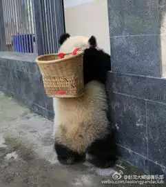 萌翻天大熊猫cos功夫熊猫戴草帽背背篓
