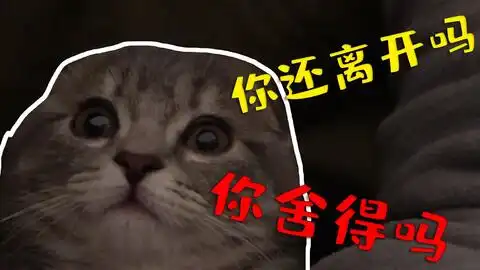 让小猫咪一个人在家里,后果就是一直喵喵叫,叫得让人心痛
