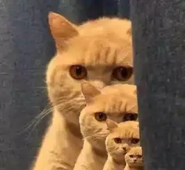 请注意,你已经被一只橘猫锁定
