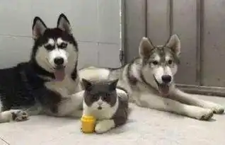 两只二哈和一只猫一起生活,猫咪表情让人笑翻和傻子生活真累
