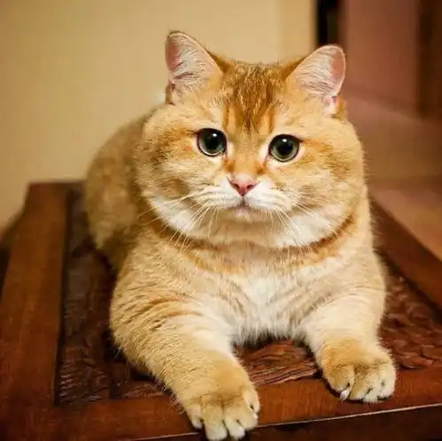 噗嗤看看这十只橘猫九只胖,另外一只还特别胖
