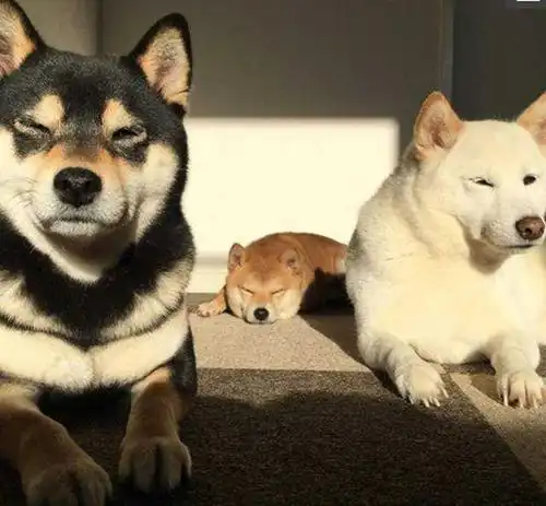 白柴失格就不好吗如果想要便宜的柴犬就养白柴吧
