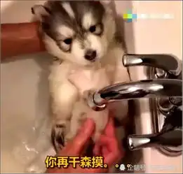 女主给阿拉斯加洗澡,它却以为是吃大餐,狗子的表情萌翻了
