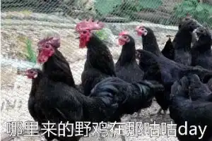 一个猴赛雷还不够,鸡年又被你们玩坏了,
