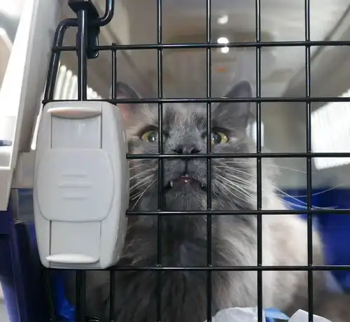 猫主子冷到发抖,冬天给猫保暖的八个秘诀,最好的就是晒太阳
