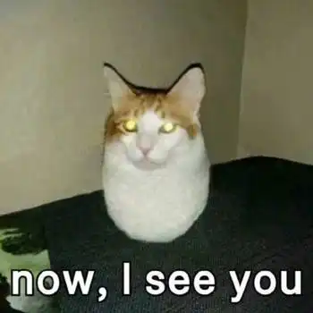 猫咪表情包没有新裙子穿的绝望肥宅
