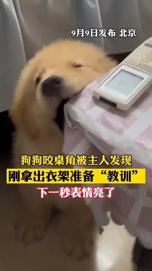 9月9日发布北京,狗狗咬桌角被主人发现,刚拿出衣架准备教训,下一秒表情亮了动物也戏精
