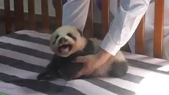 首只沪生熊猫宝宝名字公布最爱葛优瘫

