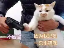 猫狗陪你度过漫长的一周
