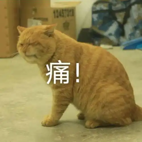 宿霸橘座保研财大公寓,是我喵生的坚持文末表情包暴击
