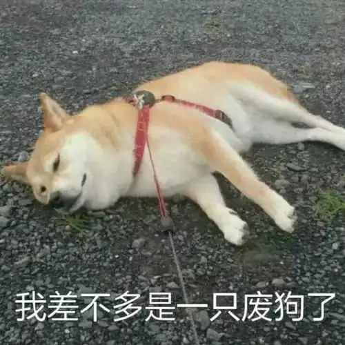 一大波求是萌宠来袭他们竟然还有身份证

