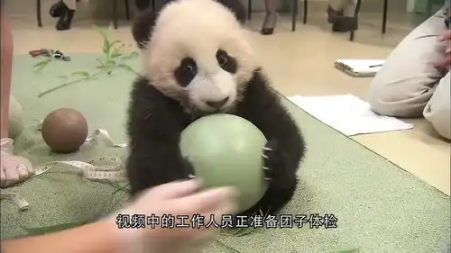 饲养员拿走了熊猫的球,熊猫当场变脸,拿竹子都哄不好
