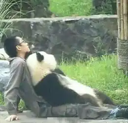 人生苦短,这辈子,我只想当大熊猫饲养员....
