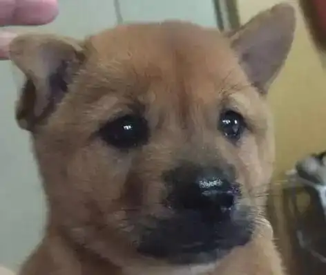 有人说田园犬不可爱,当时我就怼了回去
