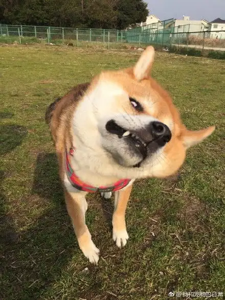 柴犬表情包全套柴犬doge表情包下载

