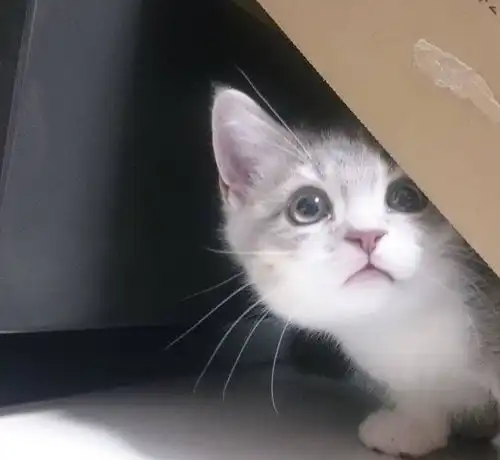 喜欢卖萌的可爱猫咪,颜值担当就是这么给力
