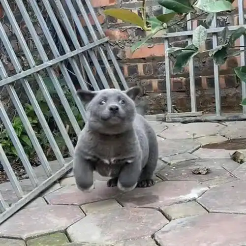 那只蓝猫和二哈的混血汪,身份被曝光了
