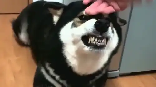 家里的柴犬简直就是一个呲牙狗表情包实在是太逗了
