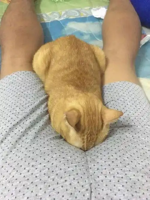 这只橘猫喜欢把头藏在男主pp中间闻,结果闻起来后,它的表情...
