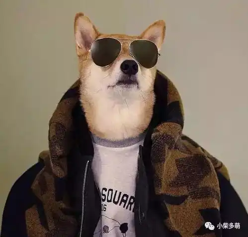 浅草柴犬屋谁说柴犬只能搞笑了这里有只柴犬踏入了时尚圈
