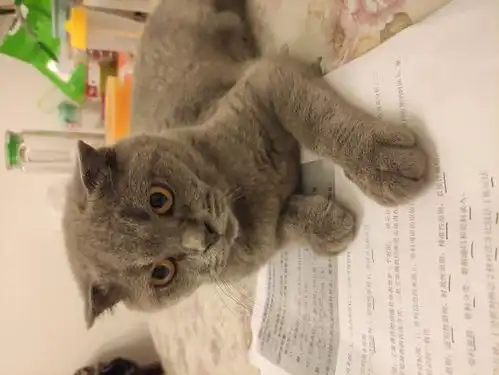 这是公猫还是母猫